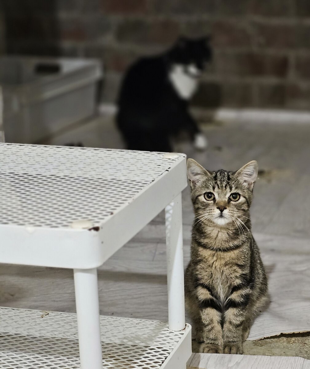 Фото автора. Новый малыш.