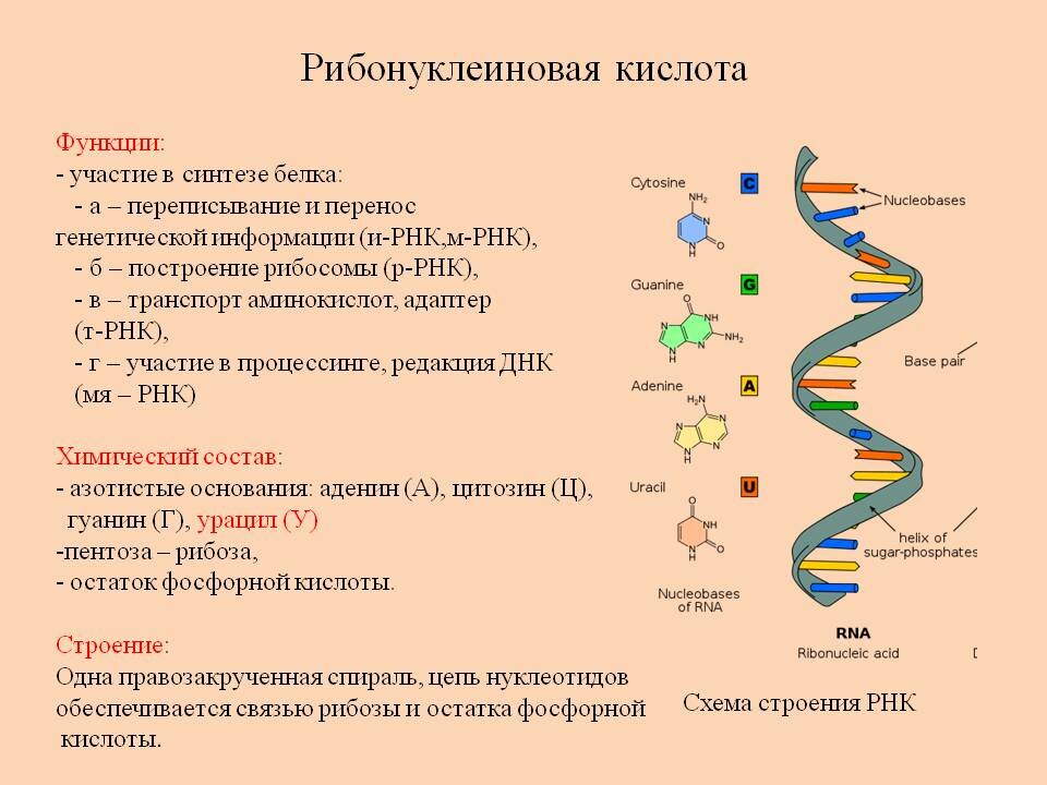 Схема днк и рнк