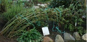 Чтобы спокойно оставить растение, растущее на даче, на зиму, в первую очередь необходимо выполнить следующие действия: