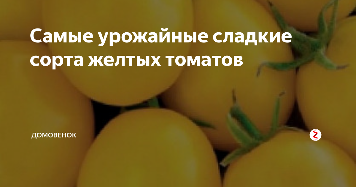 Самые урожайные сладкие сорта желтых томатов | Домовёнок | Дзен