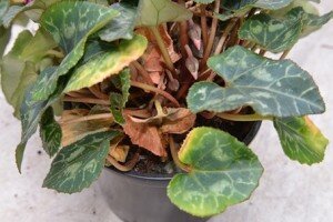 Не стоит забывать и о разнообразных вредителях, которые, нападая на растение, уничтожают его листву. Если на цикламене появился паразит, то чаще всего это будет клещ. Если листья растения пожелтели и начали сохнуть, необходимо срочно проверить, нет ли этого вредителя. Следует своевременно начать с ним борьбу, поскольку клещ также может нанести ущерб и самим цветкам, вследствие чего цикламен имеет все шансы погибнуть.