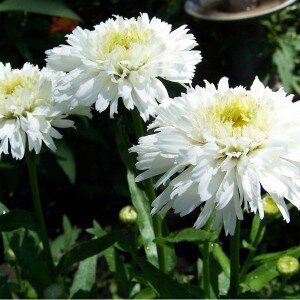 Леукантемум нивяник необязательно выращивать в виде рассады, благодаря неприхотливости, насаждение можно сразу посадить в саду и сформировать цветник. Одно но – цветения не следует ожидать в этом сезоне, первые завязи появятся только в следующем году.