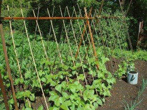 Грунт для рассматриваемой культуры подбирают: