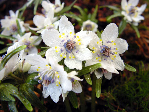 Eranthis pinnatifida