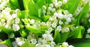  Многие садоводы рекомендуют вегетативное размножение путем деления корневищ, что поможет быстрее вырастить нежные цветочки. Семенами тоже реально, но в таком случае придется дольше ждать цветов. Сеять можно как весной, так и осенью. Что касается пересадки корневищ, то в разных климатических зонах дата колеблется от 1 до 5 недель, смотря, где выращиваются ландыши.