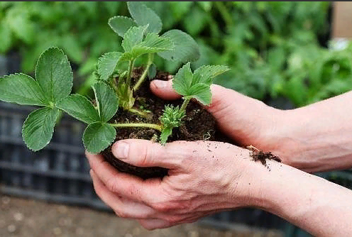 фото из интернета