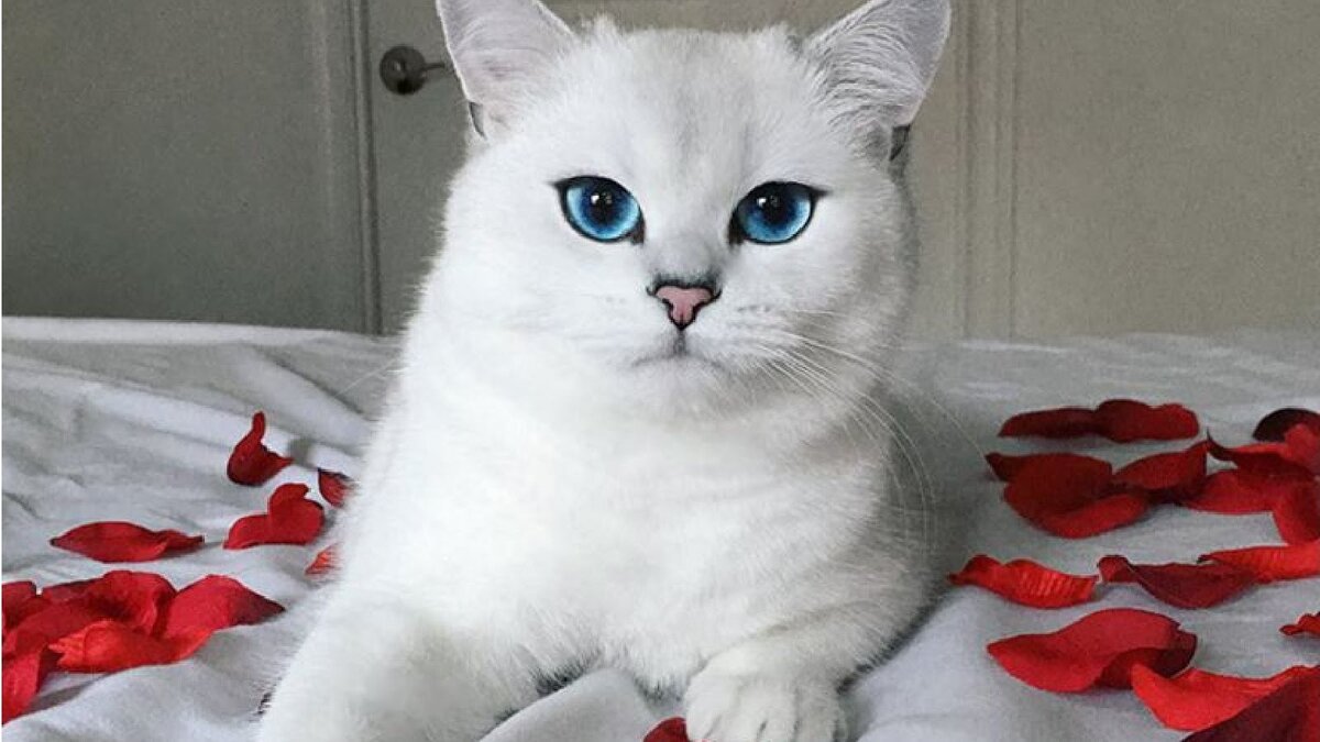 Изображение с сайта https://i.ytimg.com