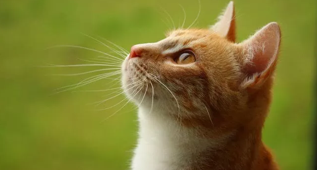 Животные отличные сенсоры