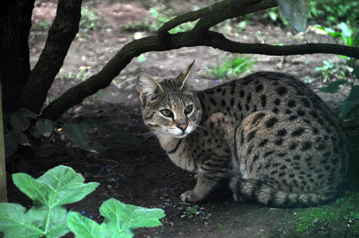 Саванна