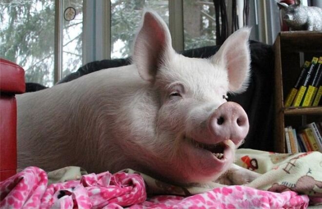   Сон  о толстой свинье предвещает преуспевание в карьере и большую жизненную  энергию.