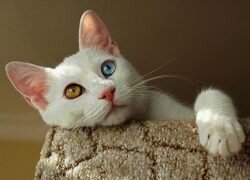 Когда в доме рождаются котята, среди которых есть рыжий и черный, рыженького стоит подарить, а темного — оставить себе. Это сулит удачу.