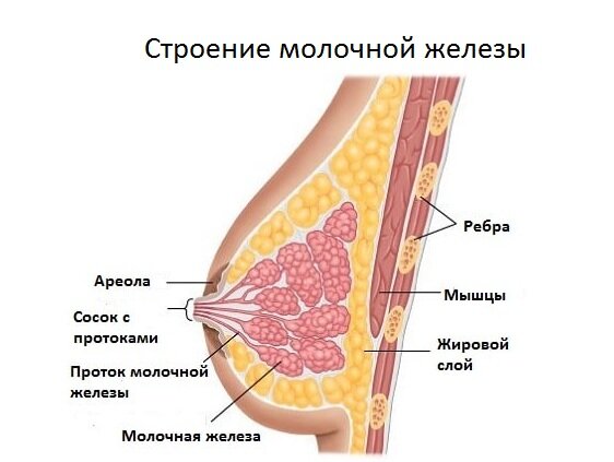 Маммопластика – на сколько лет силиконовые импланты?