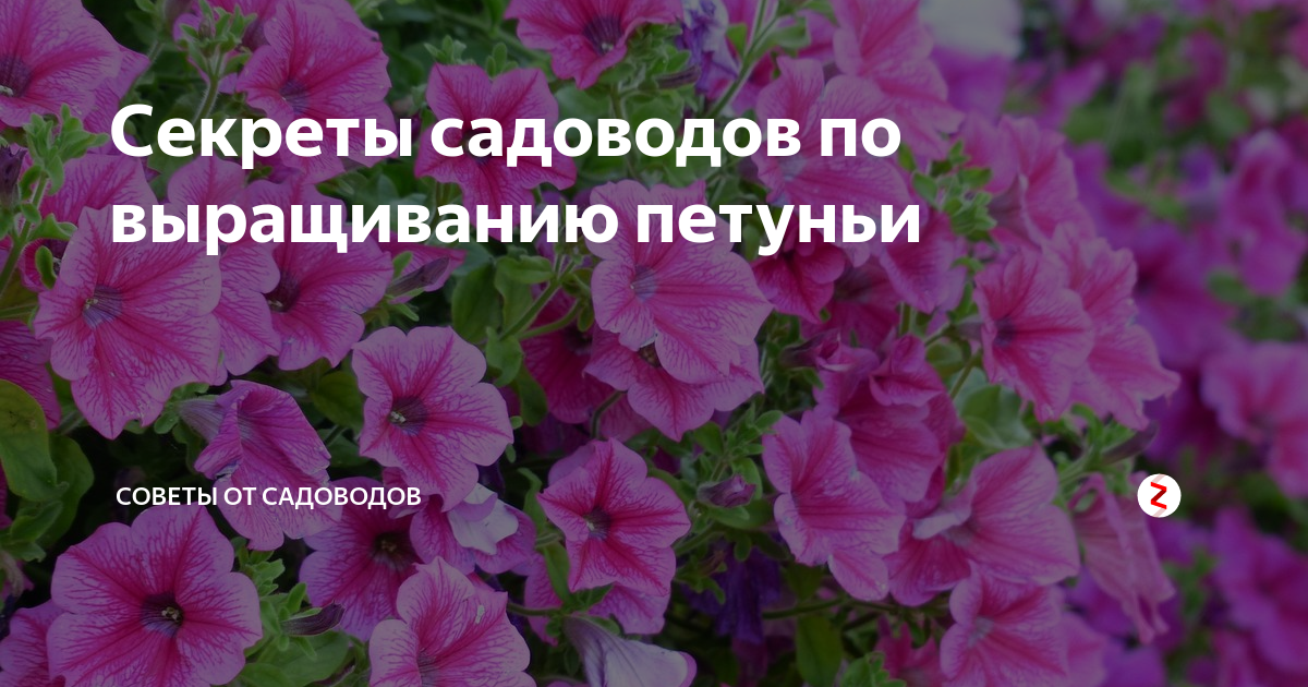 Секреты садоводов по выращиванию петуньи | Советы от садовода | Дзен
