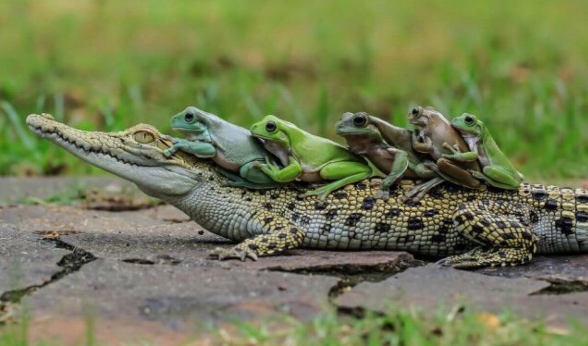 Изображение взято с сайта kaifolog.ru