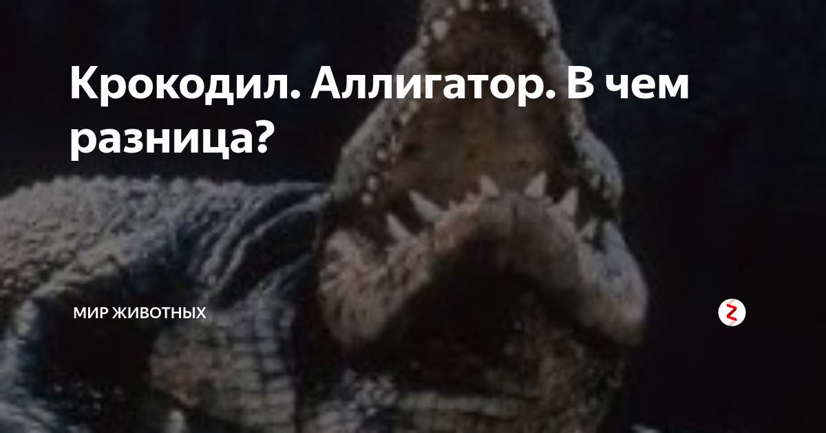 Вас уменьшили и поместили в аллигатора ответ