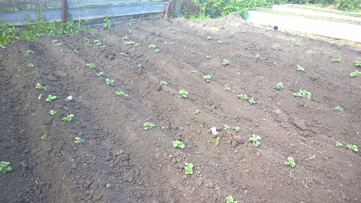 осенняя вспашка участка