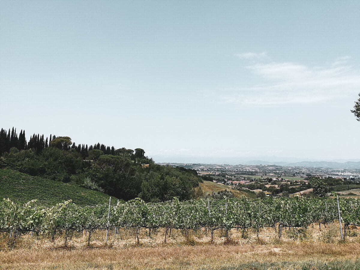 Виноградники в Тоскане