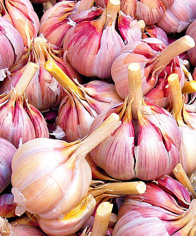 Грибовский юбилейный. Хороший высокоурожайный, среднеспелый сорт – период вегетации 105 дней. Имеет острый вкус и стойкий аромат, благодаря высокому содержанию эфирных масел. Листья длинные, до 70 см. Стрелкуется.