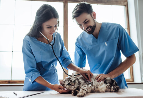 Данное фото приобретено в фотобанке Shutterstock 