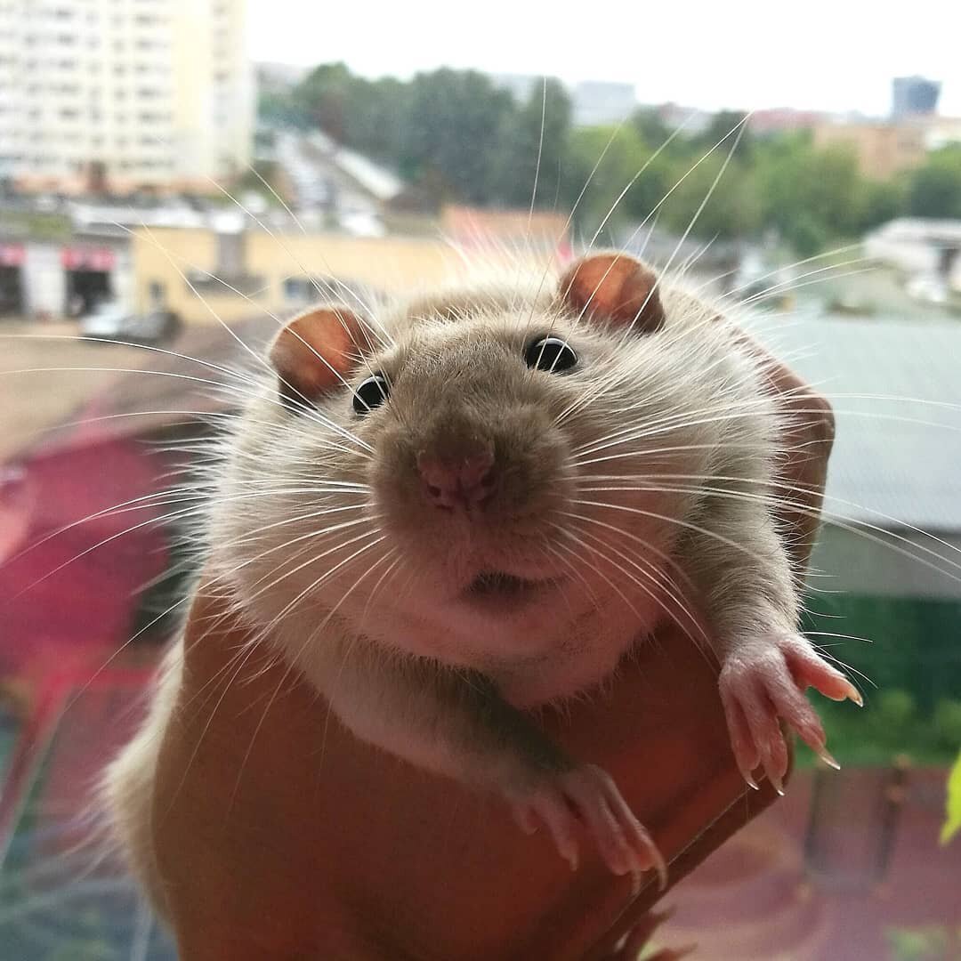Мордочка крысы вызывает не контролируемое умиление 