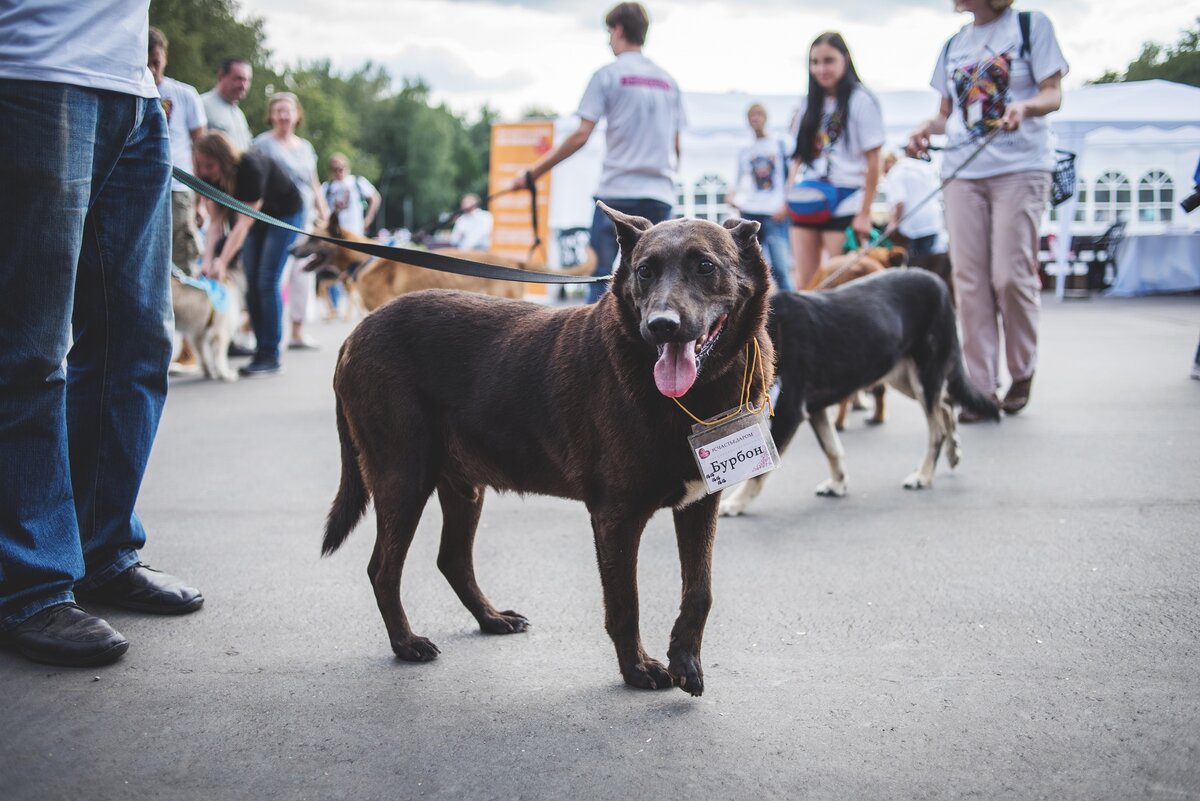 Бурбон на выставке, с которой он уедет в новый дом