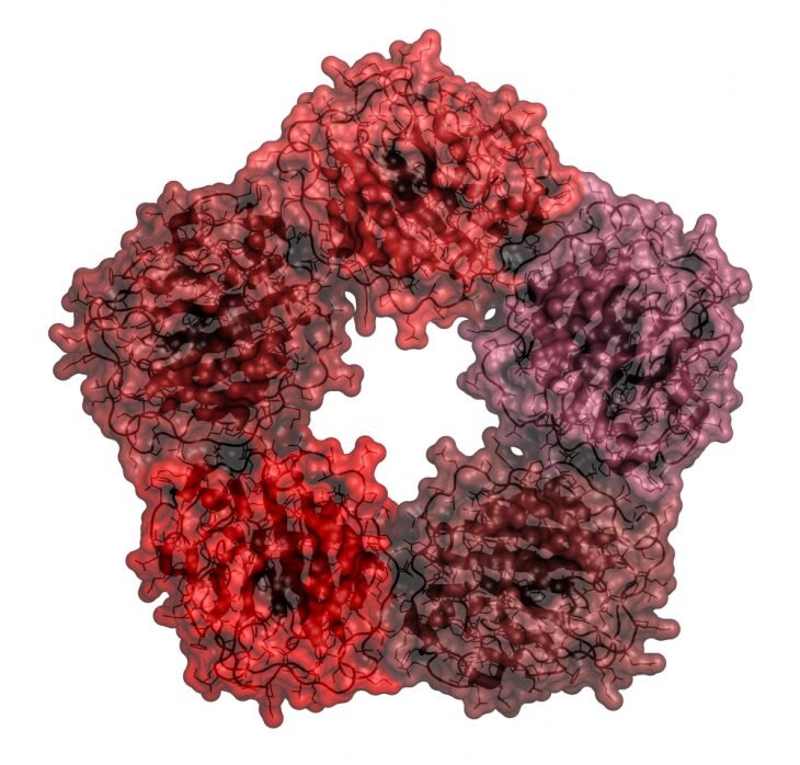 Структура С-реактивного белка - индикатора острого воспалительного процесса в организме.
