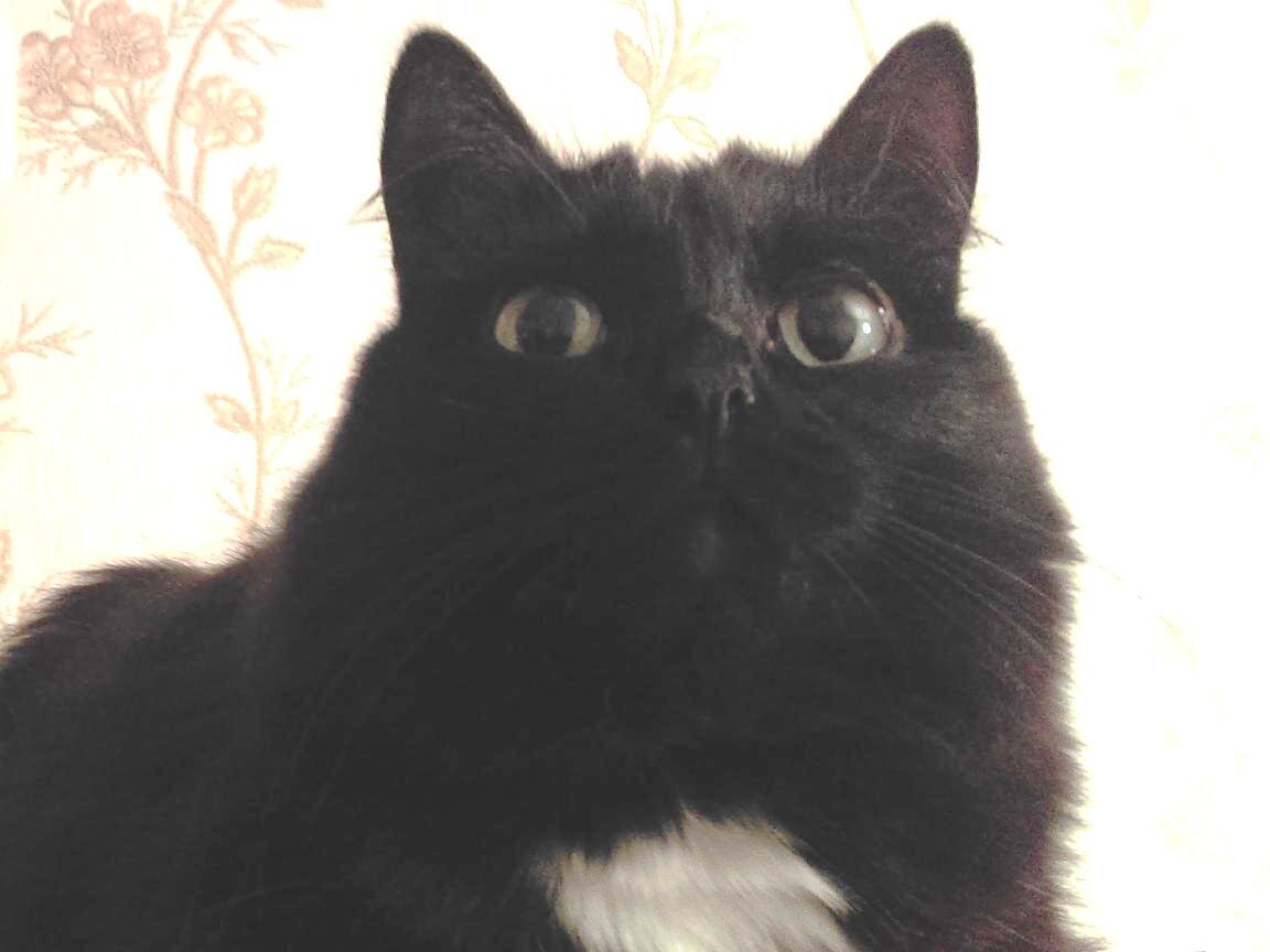 - Поехали! Я уже в нетерпении, я ж ответственная кошка. А Белка... Белка дрыхнет. :-)