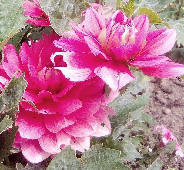 Автор фото: Максим Вишневский 