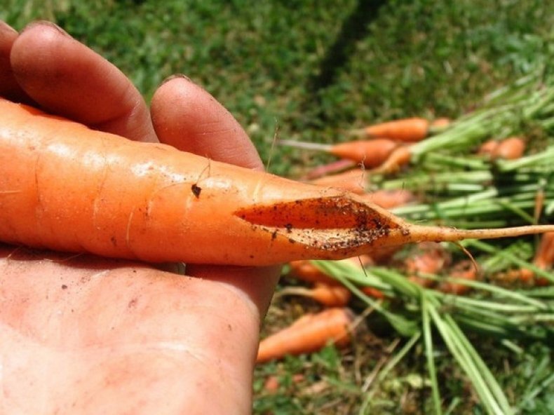 Как хранить морковь в опилках всю зиму