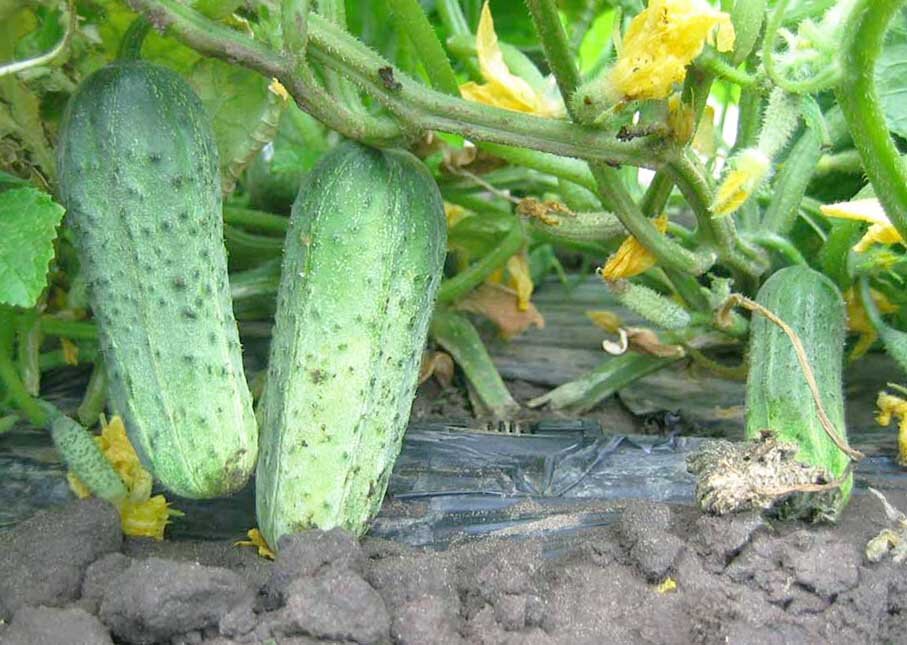 Огурец сорт "Бочковой засолочный"