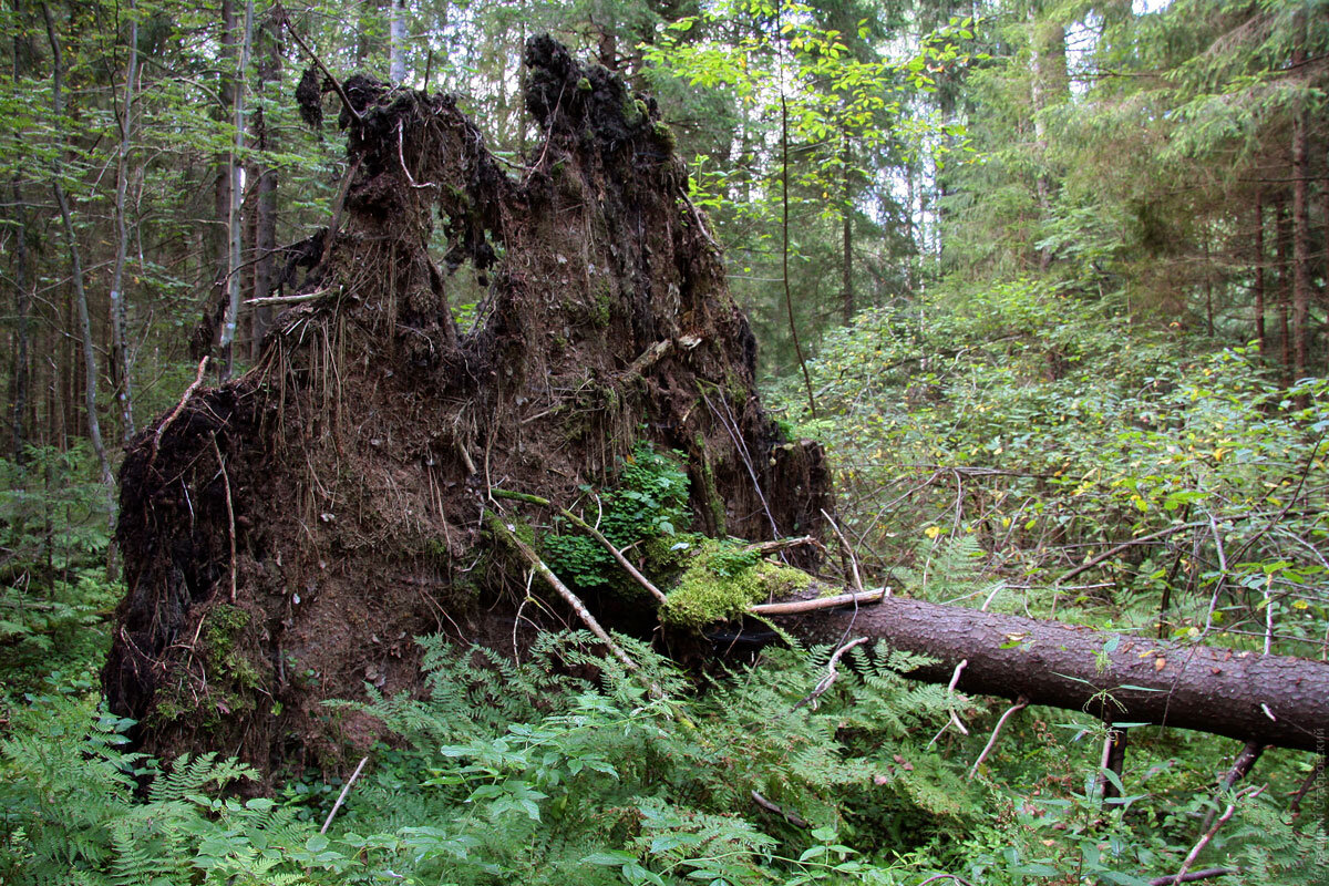 Поваленная ель. Выворочена с корнями...