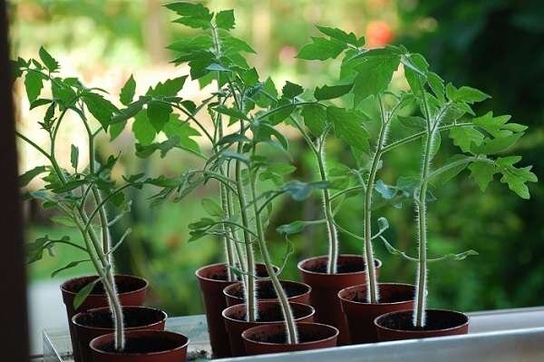 Фото: https://tyfermer.ru/wp-content/uploads/2017/01/DSC_0058-TOMATO-SEEDLINGS_result.jpg