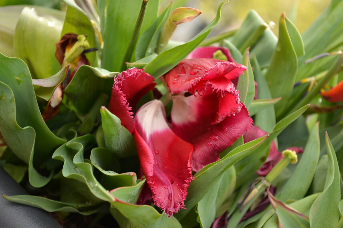 Мы привыкли думать, что Голландия – это поставщик тюльпанов и вся страна только на этом и живет. В действительности Нидерланды занимают 6  место по уровню жизни в мире (по данным на 2017 год) и одними цветами такого не добьёшься. Страна создает и импортирует помимо вышеперечисленных цветов, лакокрасочные изделия, вина, шампанское, голландские сыры и т.д.  Лучшие химики по краскам живут и творят именно в этой стране. В Амстердаме до сих пор создают краски для картин старинным образом, как это делали много веков назад, на мельницах. Что еще мы знаем о Голландии? Гаагский трибунал, королевская художественная галерея в Гааге, где висит известная картина Вермеера «девушка с жемчужной сережкой». Кстати, нет такого города Гаага, поэтому, когда вы окажетесь в этой замечательной стране и решите посетить этот город, то называйте его Ден Хааг, вас так точно поймут. Нидерланды омываются Северным морем, поэтому это рыбная страна. Очень популярна селедка. Самый большой недостаток – это климат, летом температура воздуха не достигает 20 градусов, поэтому надо всегда одеваться тепло.