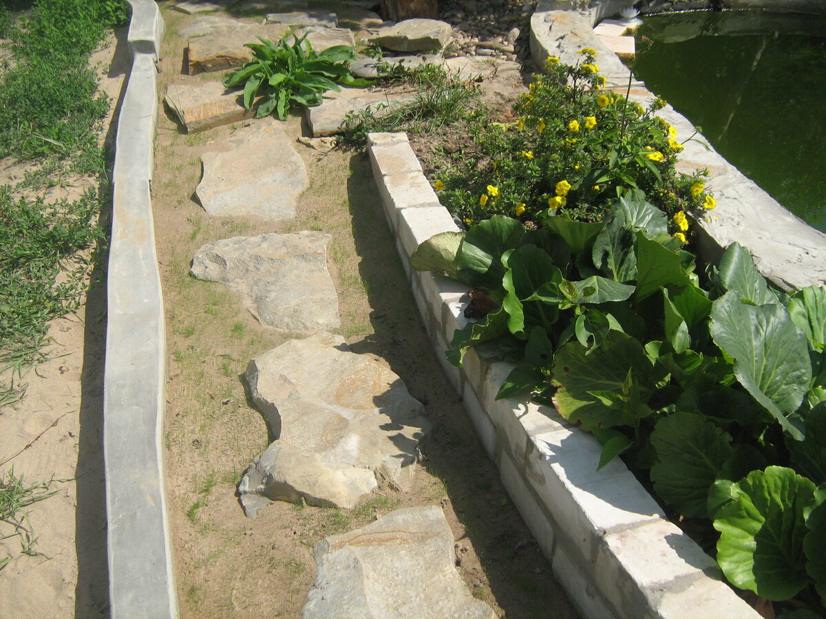 Бадан в песке между дорожкой и прудом