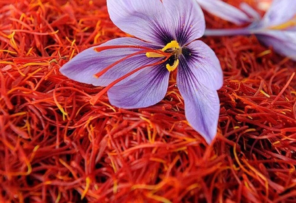 Il giovane Croco e l’origine dello zafferano Bloemen, Kruiden, Planten