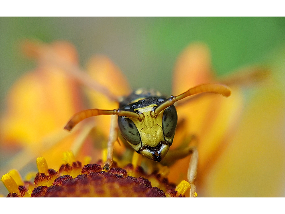 Фото: Jarek Bryla