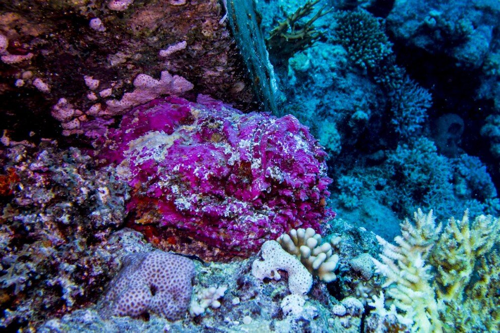 Видите рыбу? И я не вижу.. А она есть!