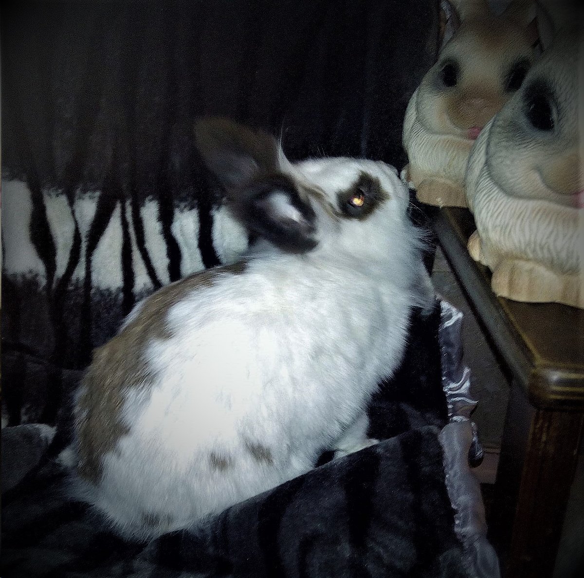 крупа для кроликов. чем нельзя кормить кроликов. чем можнокормитькролтков. геркулес кроликам можно. макароны каждый день.