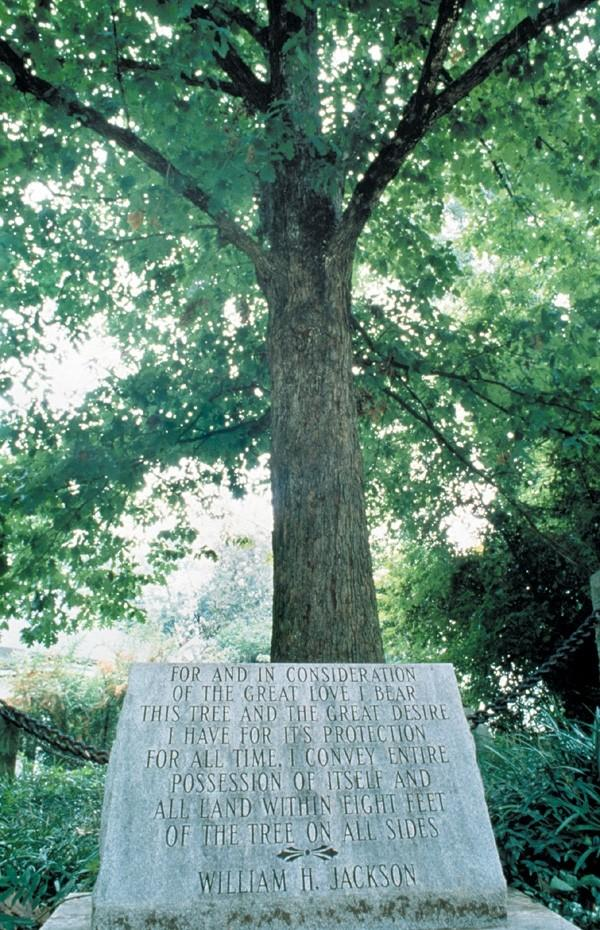 Дерево афины. The Tree that owns itself.