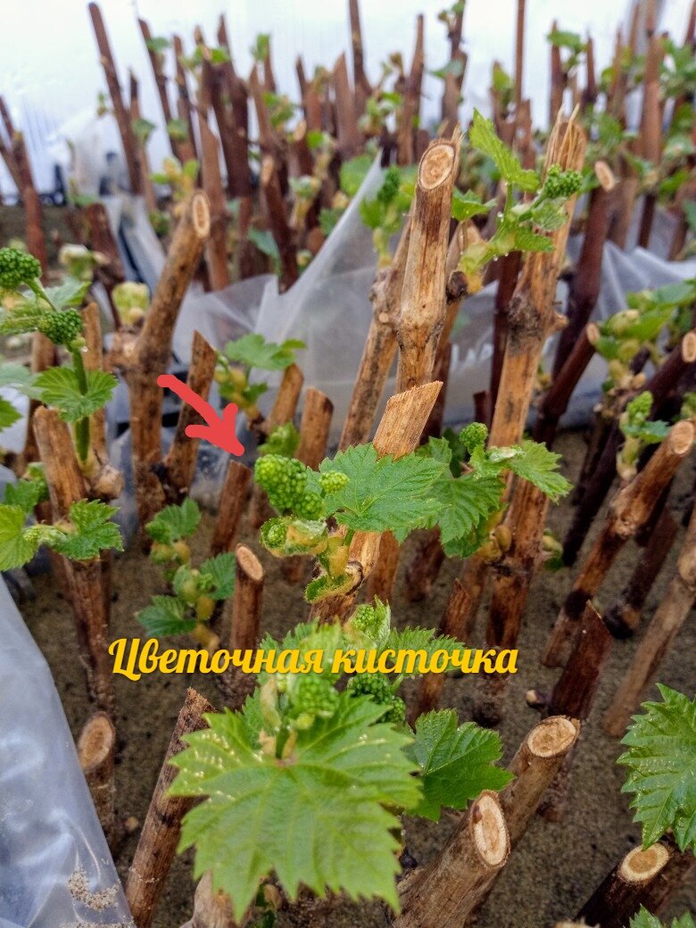 Укореняются виноградные черенки. И сразу пытаются цвести :))) Хозяйство Салминых, Самарская обл.