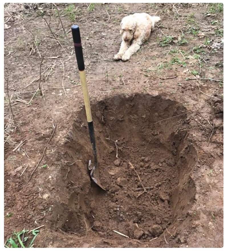Пес продолжал наблюдать, не подозревая, как близок он был к смерти.