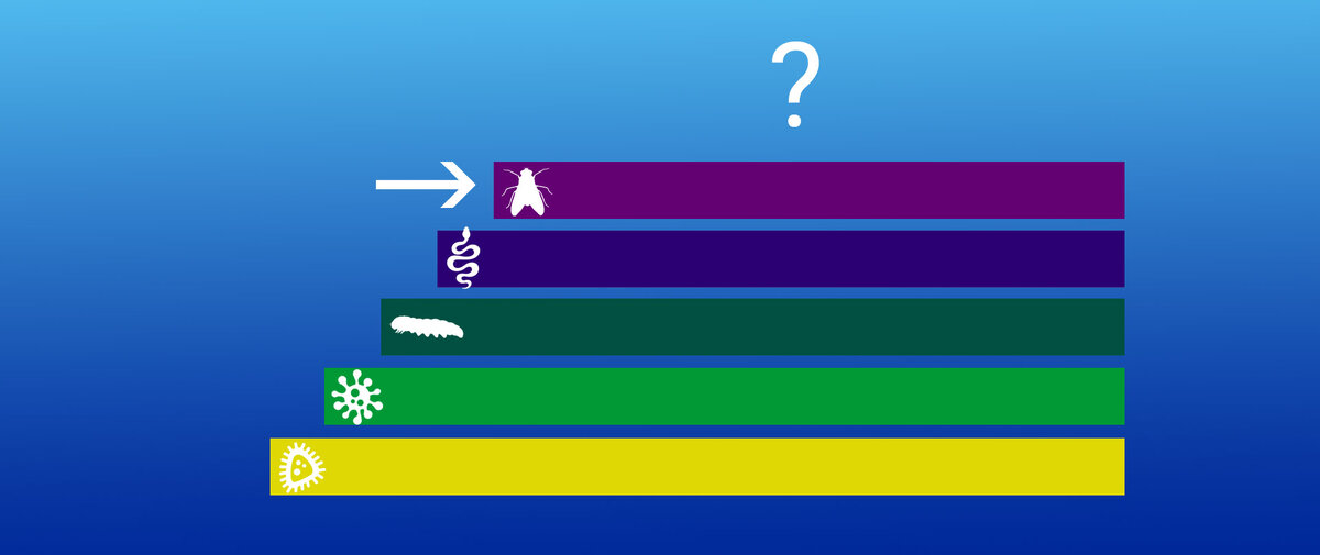 ступени развития существ на примере мухи