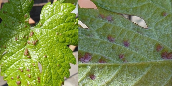 Виноград могут атаковать три вида клеща: войлочный, листовой, паутинный.
Паутинный клещ желто-зеленого цвета просыпается весной и начинает активно размножаться. Обитает на нижней стороне листьев, ими же питается. Поврежденные участки покрываются белым налетом, затем засыхают.
На месте обитания войлочного клеща появляются бурые пятна, затем они раздуваются.
Листовой клещ зимует в лозе, питается почками. Из-за него вырастает кривой побег с деформированными листьями. Куст выглядит, как зараженный инфекцией.