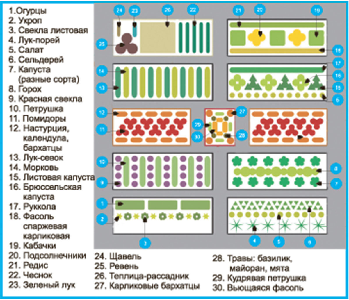 Начерти план грядки в удобном масштабе