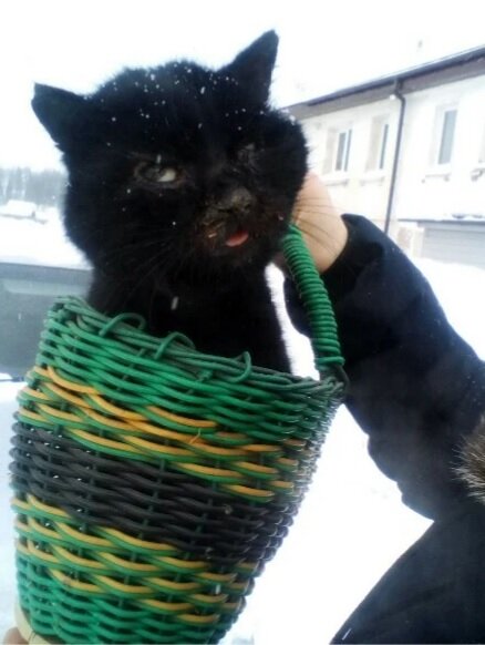 Избитого котика нашли в городе Чусовом, Пермский край 