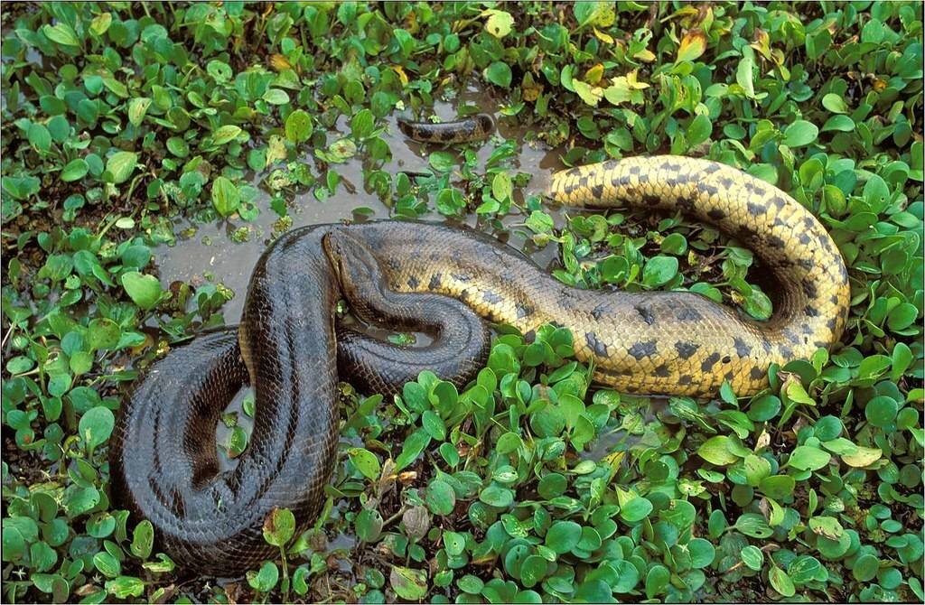 Пашаян анаконда. Анаконда змея. Желтобрюхий полоз. Зеленая Анаконда (eunectes murinus). Река Амазонка змея Анаконда.