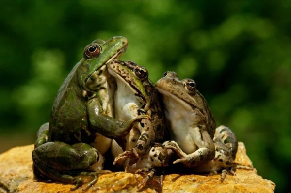  Многие садоводы просто не знают, что жабы и лягушки исключительно полезны для сада и огорода.-2