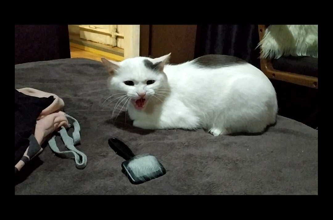 Вот такой вот злой котик)))
