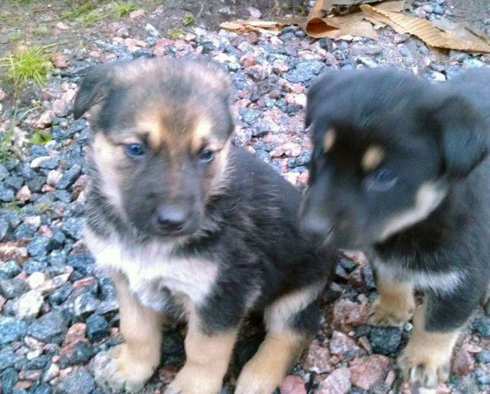 Бездомные малыши-глупыши часто попадают в переделки