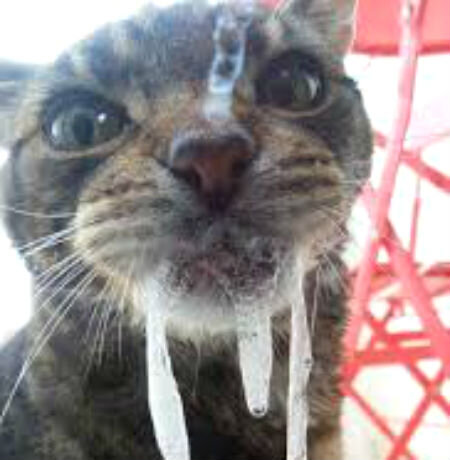 У кошки пена изо рта - возможные причины патологии | Лапа помощи | Дзен